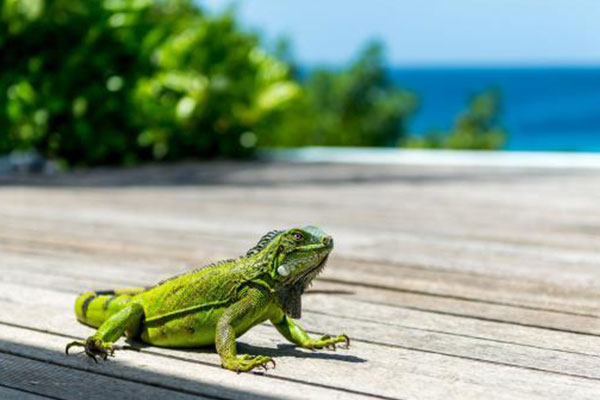 2.bonaire-nu